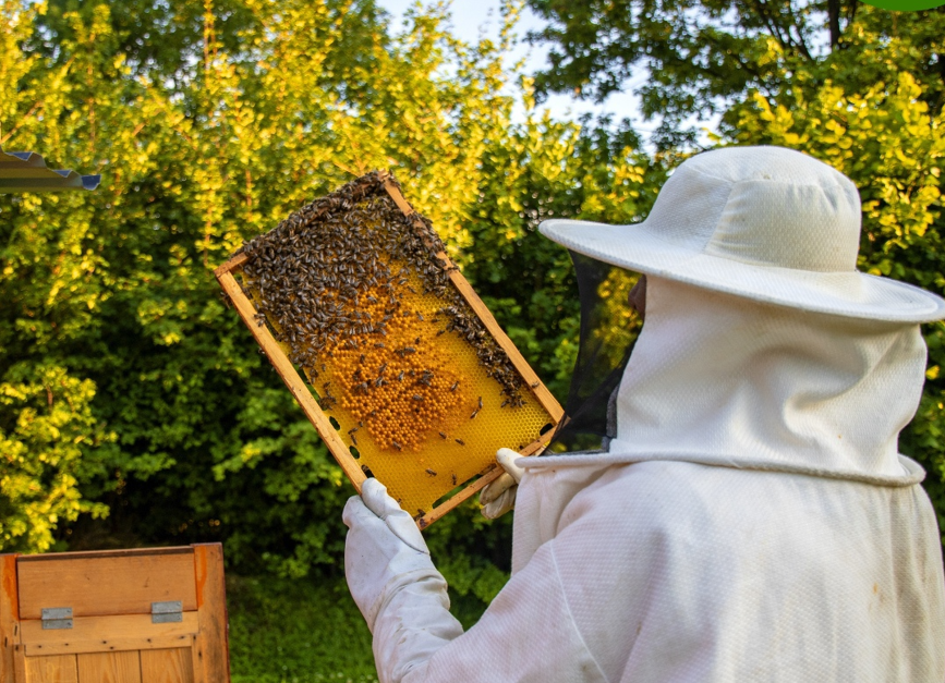 На цифровой платформе «Сельское хозяйство Омской области» разработан модуль «Пчеловодство»