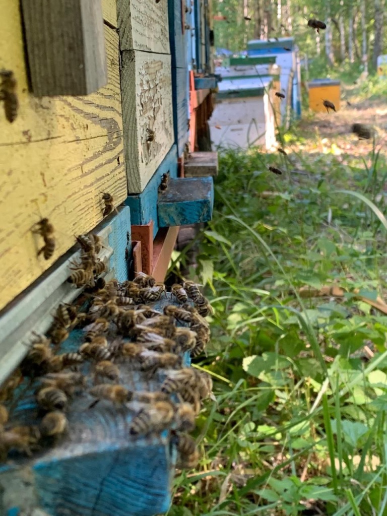 Коротких пчёлы 4.jpg Коротких пчёлы 4.jpg