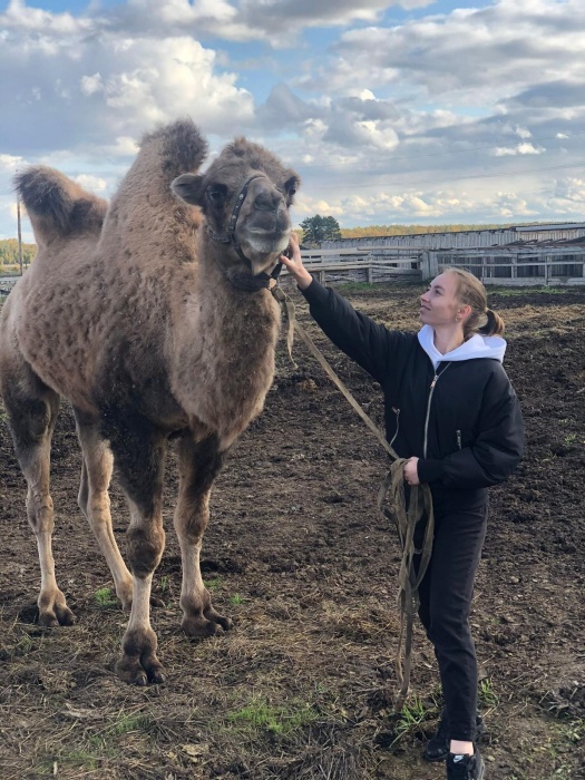 Пасхальные курицы, корабли снегов: как разводят экзотических животных на севере Сибири